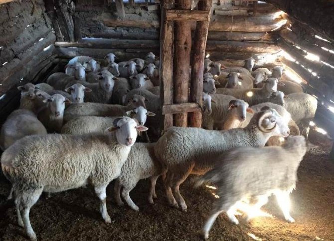 Domaniç’te Anaç Koyun, Keçi Tespit Ve Denetim Çalışmaları