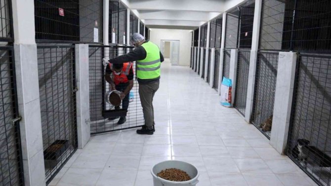 Bir Yılda 263 Köpek Sahiplendirildi