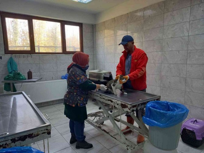 Bir Yılda 263 Köpek Sahiplendirildi