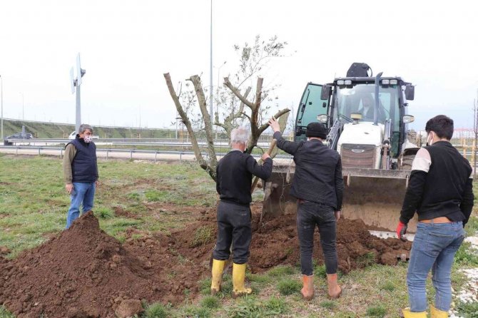 Düzce Belediyesi Bin 920 Ağaç Dikimi Yaptı