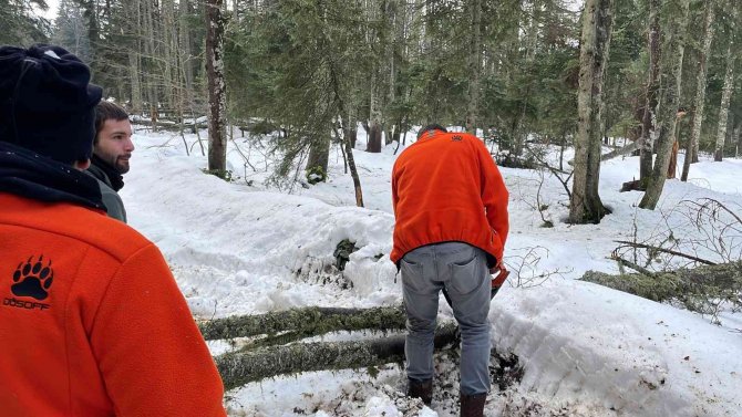 Yayla Yollarına Devrilen Ağaçları Kesip Yolu Açtılar