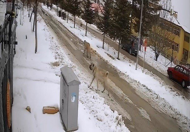Aç Kalan Sokak Köpekleri Tavuklara Saldırdı, O Anlar Güvenlik Kamerasına Yansıdı
