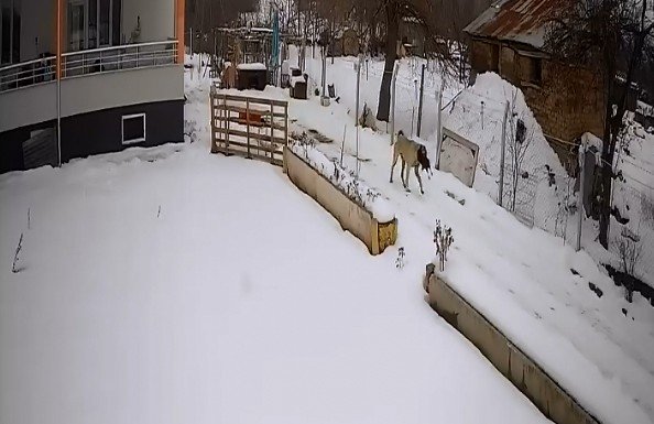 Aç Kalan Sokak Köpekleri Tavuklara Saldırdı, O Anlar Güvenlik Kamerasına Yansıdı