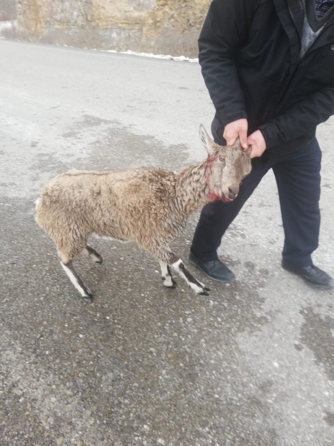 Köpeklerin Yaraladığı Yaban Keçisi Tedavi Edilecek