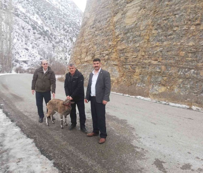 Köpeklerin Yaraladığı Yaban Keçisi Tedavi Edilecek