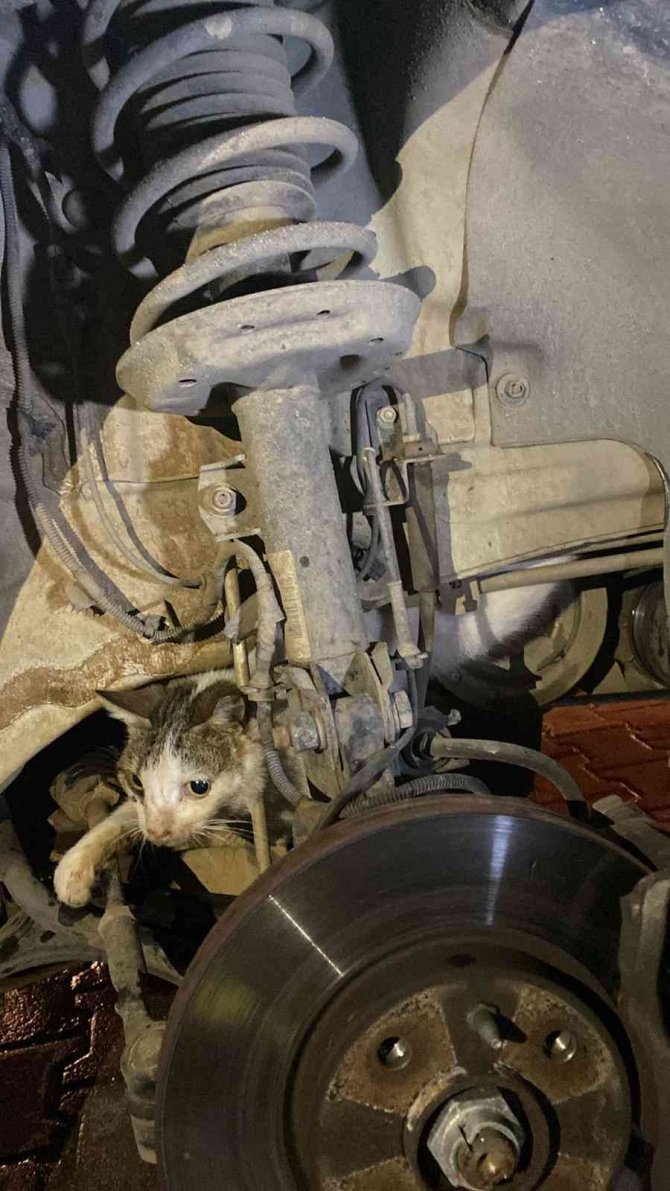 Fethiye’de Otomobilin Motoruna Sıkışan Kediyi İtfaiye Kurtardı