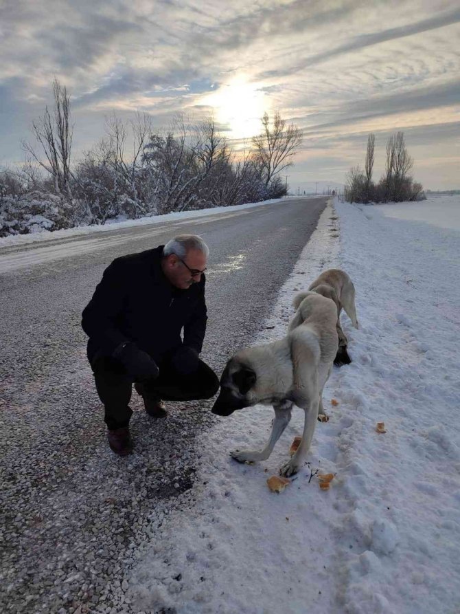 Sokak Hayvanlarını Elleri İle Besliyor