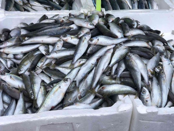 Ucuz Balık Diyarbakır’a Ulaştı, Ciğerin Tahtı Sallandı