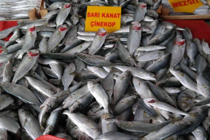 Denizde Azalınca Fiyatı Bir Haftada İki Katına Çıktı