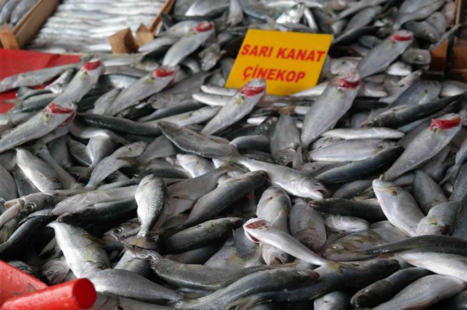 Denizde Azalınca Fiyatı Bir Haftada İki Katına Çıktı