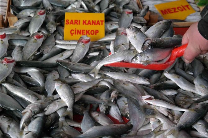 Denizde Azalınca Fiyatı Bir Haftada İki Katına Çıktı