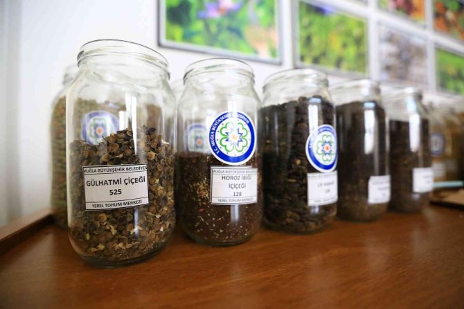 Yerel Tohum Dağıtımı Başladı