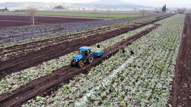 Beyaz Lahana Üreticisinin Yüzünü Güldürdü