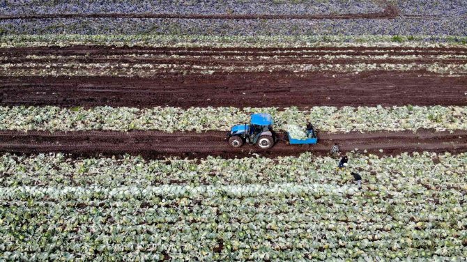 Beyaz Lahana Üreticisinin Yüzünü Güldürdü