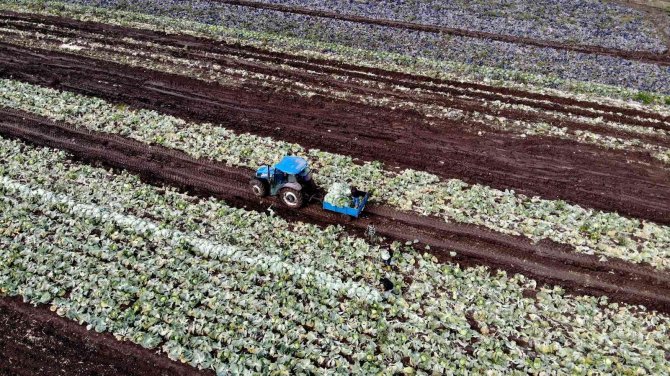 Beyaz Lahana Üreticisinin Yüzünü Güldürdü