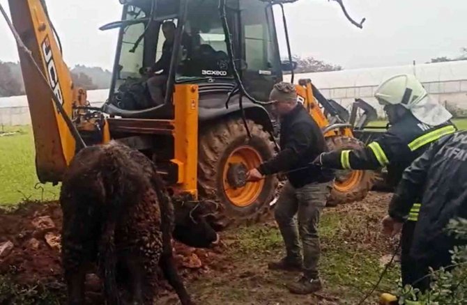 Lağım Çukuruna Düşen Dana Kurtarıldı