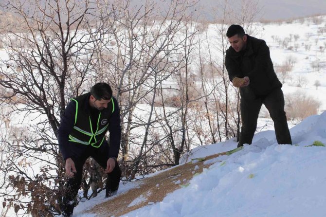 Siirt’te Karda Yiyecek Bulamayan Yaban Hayvanları İçin Doğaya 350 Kilo Yem Bırakıldı