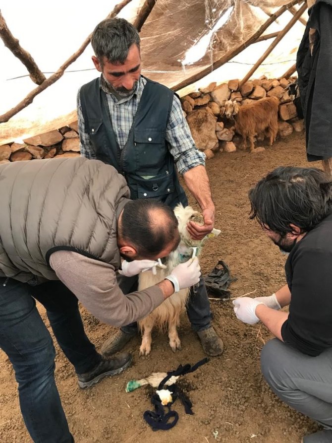 Siirt’te Kurtların Saldırısına Uğrayan Keçiler Tedavi Altına Alındı