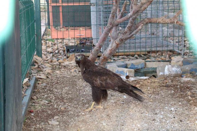 Yaban Hayvanları Şırnak’ta Tedavi Merkezinde Şifa Bulup Yaşam Alanlarına Dönüyor
