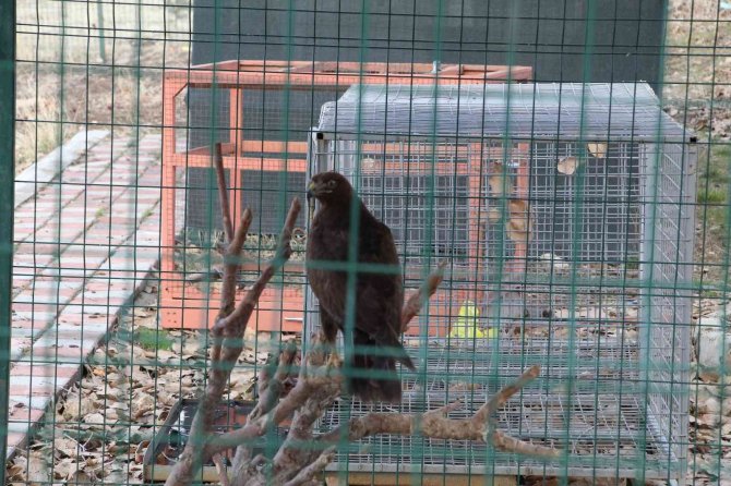 Yaban Hayvanları Şırnak’ta Tedavi Merkezinde Şifa Bulup Yaşam Alanlarına Dönüyor