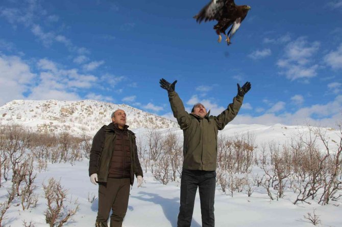 Yaban Hayvanları Şırnak’ta Tedavi Merkezinde Şifa Bulup Yaşam Alanlarına Dönüyor