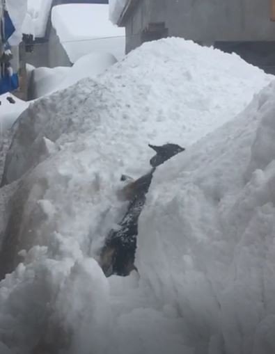 Köpeğin Karla Mücadelesi Cep Telefonu Kamerasında