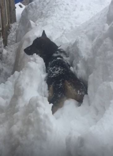 Köpeğin Karla Mücadelesi Cep Telefonu Kamerasında