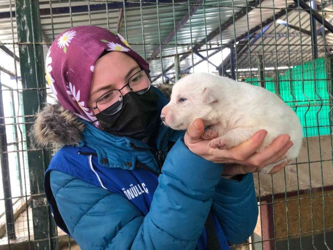 Barınaktaki Köpekleri Gençler Elleriyle Besledi