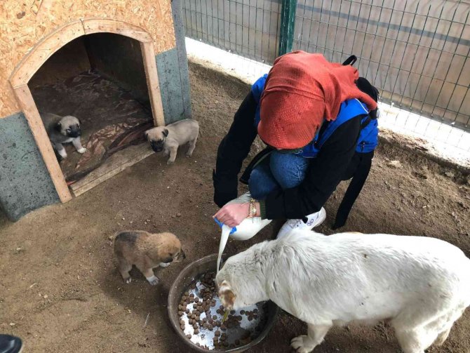 Barınaktaki Köpekleri Gençler Elleriyle Besledi