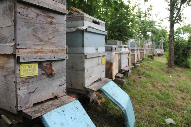 Kar Yağışı Arıcıları Umutlandırdı