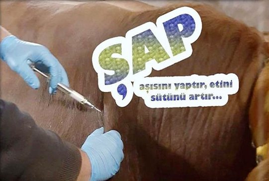 Şap Hastalığıyla Mücadele İçin Aşılama Kampanyası Başlatıldı