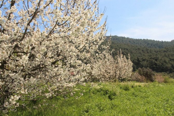 Ekodosd’tan Kirazlı İçin Çağrı