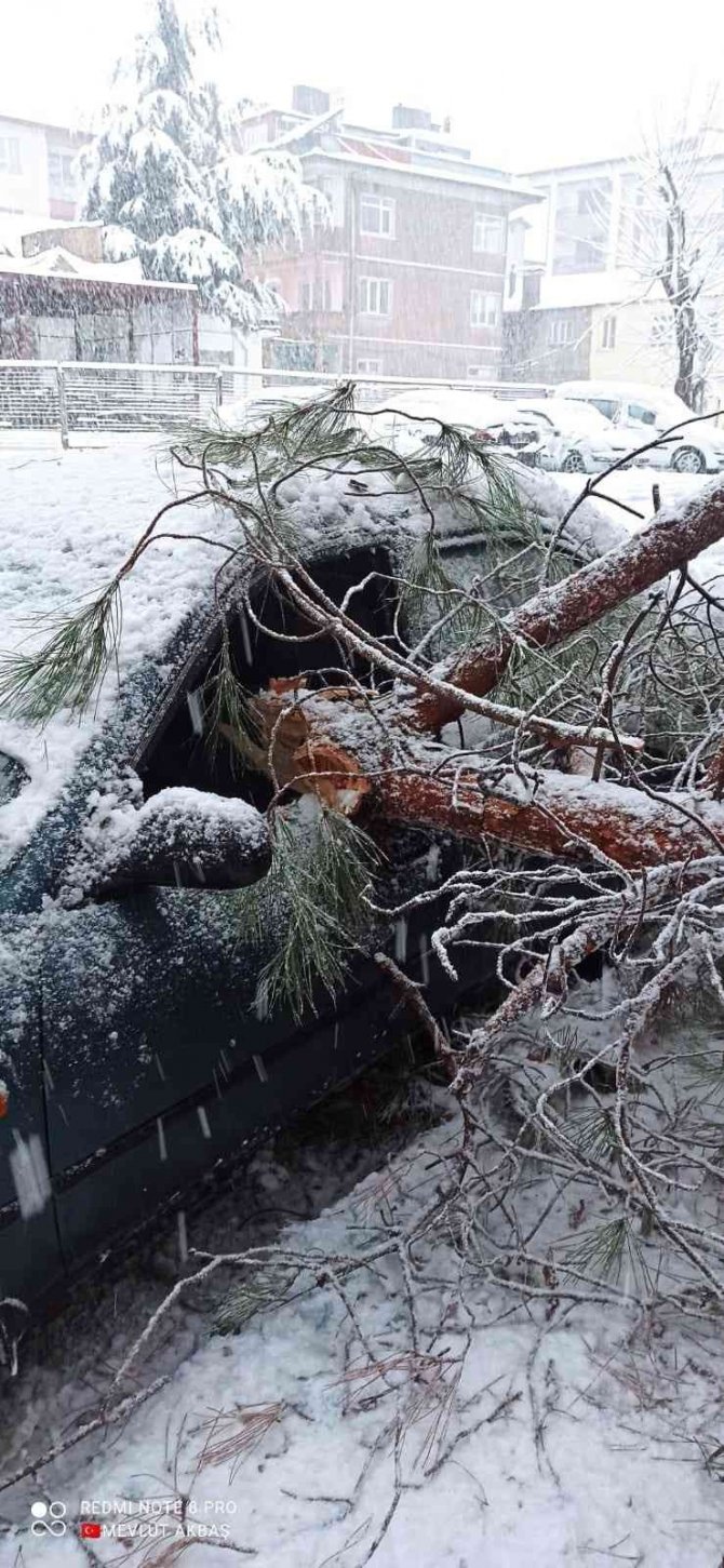 Isparta’da Kar Yağışına Dayanamayan Ağaçlar Araçların Üzerine Devrildi