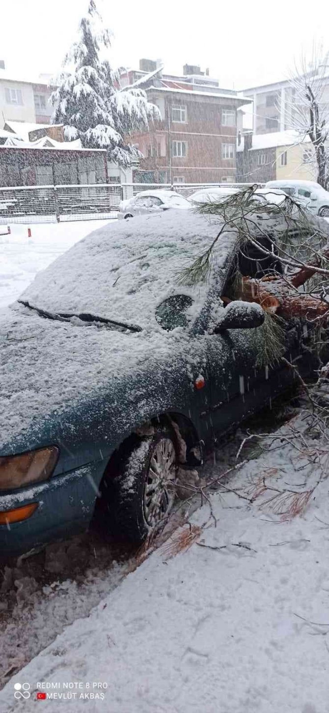 Isparta’da Kar Yağışına Dayanamayan Ağaçlar Araçların Üzerine Devrildi