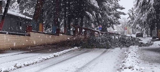 Isparta’da Kar Yağışına Dayanamayan Ağaçlar Araçların Üzerine Devrildi