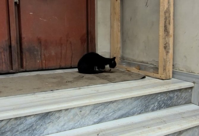 Yolda Yürüyen Kediyi Aracıyla Ezdi, Arkasına Bile Bakmadı
