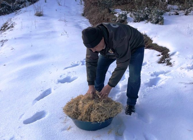 Kütahya Orman Bölge Müdürlüğü’nden Yaban Hayvanlarına Yem Desteği