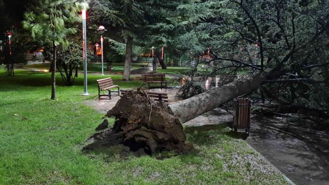 Şiddetli Fırtına Ağacı Devirdi