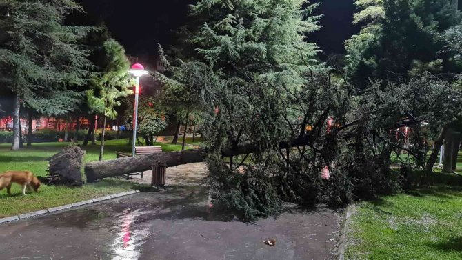 Şiddetli Fırtına Ağacı Devirdi