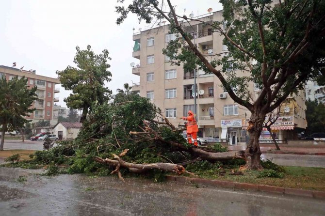 Antalya Kent Merkezine Dolu Yağdı Rüzgara Dayanamayan Ağaç Yola Devrildi