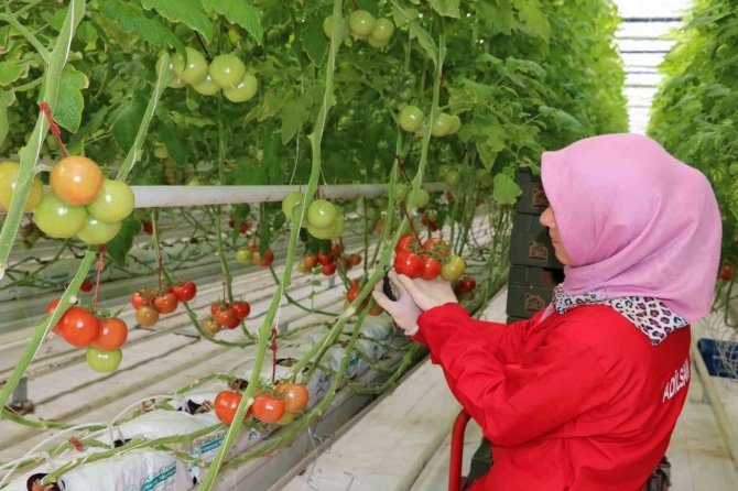 Eksi 20 Derecede Dahi Üretim Devam Ediyor