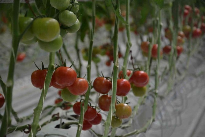 Eksi 20 Derecede Dahi Üretim Devam Ediyor