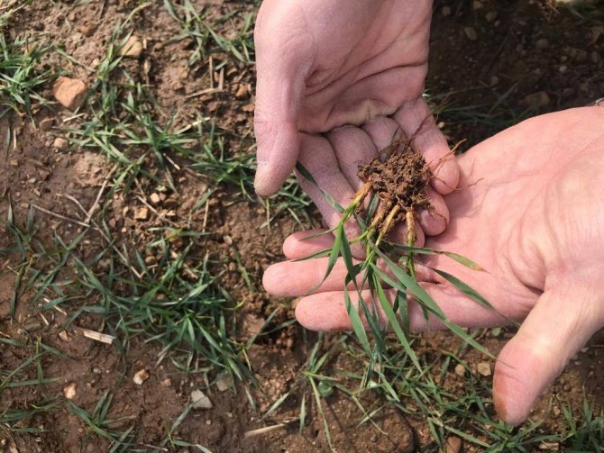 Simav’da Hububat Ekili Alalarda Fonolojik Gözlem Çalışması