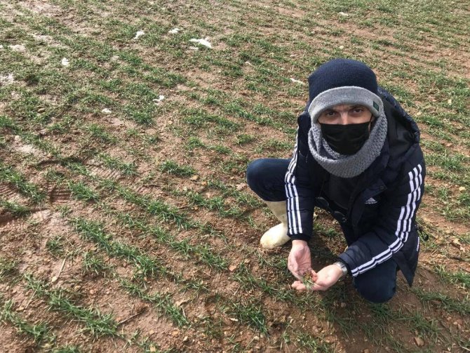 Simav’da Hububat Ekili Alalarda Fonolojik Gözlem Çalışması