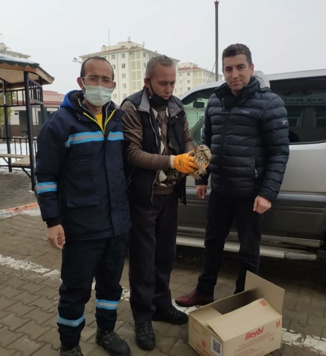 Sincan Belediyesi Personeli, Nesli Tükenmekte Olan Baykuşu Kurtardı