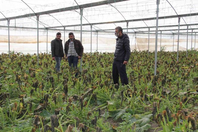 Mersin’i Zirai Don Vurdu, Seralarda Ürün Kalmadı