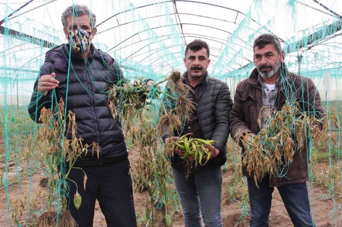 Mersin’i Zirai Don Vurdu, Seralarda Ürün Kalmadı