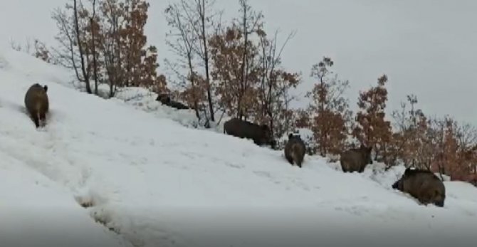 Tunceli’de Aç Kalan Yaban Domuzları Sürü Halinde Merkeze İndi