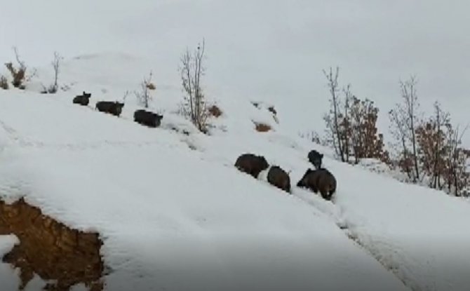 Tunceli’de Aç Kalan Yaban Domuzları Sürü Halinde Merkeze İndi
