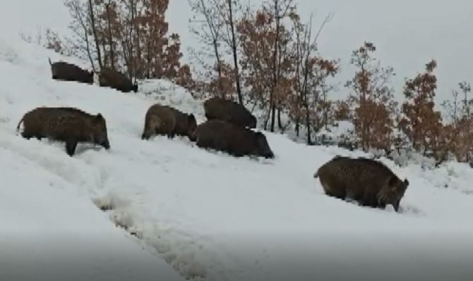 Tunceli’de Aç Kalan Yaban Domuzları Sürü Halinde Merkeze İndi